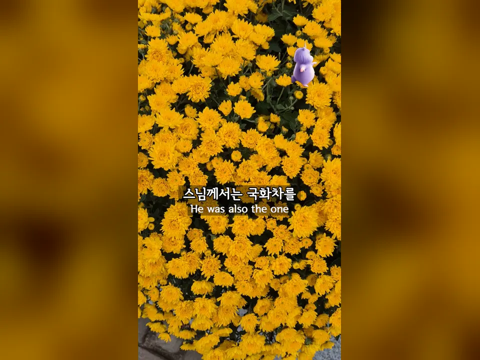 우리 국화를 차로 만드셨던 돈수 스님과의 인연